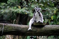 Grey lemur with striped tail sits on a log at Cali Zoo. Colombia, South America.
