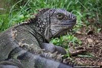 Large grey iguana on the grass at Cali Zoo. Colombia, South America.