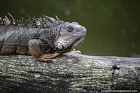Uma iguana muito vigilante em um log de madeira junto da água em Jardim zoológico de Cali. Colômbia, América do Sul.