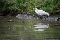 Cegonha branca na margem de rio que procura comida em Jardim zoológico de Cali. Colômbia, América do Sul.