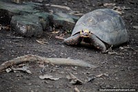 La tortuga lenta en el Zoológico de Cali con su casa a la espalda. Colombia, Sudamerica.