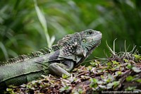 Bela iguana verde com grande detalhe em volta da cabeça e pescoço em Jardim zoológico de Cali. Colômbia, América do Sul.