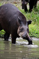 Tapir con un pequeño tronco nariz prensil, uno de los muchos animales para ver en el Zoológico de Cali. Colombia, Sudamerica.
