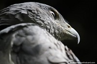 Magnificent grey eagle up close at Cali Zoo, likes to eat rodents and pigeons. Colombia, South America.