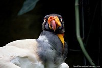 O rei dos Bútios, este abutre tem um tempo de vida de 30 anos, o ver no Jardim zoológico de Cali. Colômbia, América do Sul.