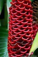 Planta roja exótica con muchas capas, fauna en el Zoológico de Cali. Colombia, Sudamerica.