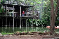Plataforma de madeira que contempla do alto casa aquosa dos flamingos em Jardim zoológico de Cali. Colômbia, América do Sul.