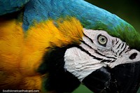 Colombia Photo - A macaw with yellow, green and turquoise colored feathers at Cali Zoo.