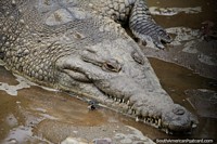 The Magdalena Crocodile, eyes open, sharp teeth, rough skin, Cali Zoo. Colombia, South America.