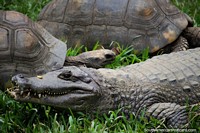 Crocodile and tortoises  sitting together on grass at Cali Zoo. Colombia, South America.