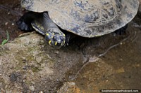 Tortoise with black head and yellow markings beside waters at Cali Zoo. Colombia, South America.