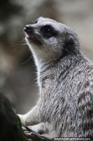 Colombia Photo - Suricata also known as the Meerkat, eats rodents, lizards, snakes, scorpions, spiders and eggs, Cali Zoo.