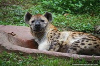Colombia Photo - Spotted hyena, considered by many to be a symbol of evil, see him at Cali Zoo.