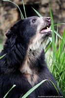 Bear com culos ou Andean urso do rosto curto tm um tempo de vida de 20 anos ou mais, Jardim zoolgico de Cali. Colmbia, Amrica do Sul.