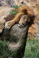 Colombia Photo - African Lion, has a lifespan of 10-14 years in the wild, sleeping at Cali Zoo.
