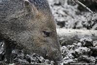 Colombia Photo - Collared Peccary at Cali Zoo, small animal with hooves, eats cactus, fruit and roots.