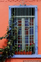 Colored window and frame with plants and flowers in the San Antonio Neighborhood in Cali. Colombia, South America.