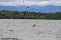 Grupo de pelicanos em mar da costa de Buenaventura (Costa do Pacïfico). Colômbia, América do Sul.