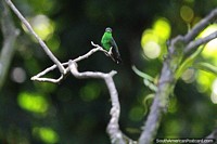 Green hummingbird in the gardens at Tinamu Birding Nature Reserve in Manizales. Colombia, South America.