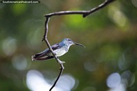 Hermoso colibrí posado en una rama delgada en la Reserva Natural de Observación de Aves Tinamu en Manizales. Colombia, Sudamerica.