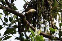 Pájaro de color verde caqui en la Reserva Natural de Observación de Aves Tinamu en Manizales. Colombia, Sudamerica.