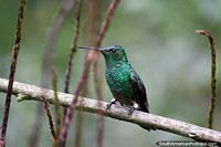 As beija-flores são um dos pássaros mais pequenos, veem-nos na Reserva de Natureza de Observação de aves Tinamu em Manizales. Colômbia, América do Sul.