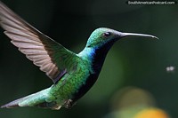 Green and blue hummingbird at Tinamu Birding Nature Reserve in Manizales. Colombia, South America.