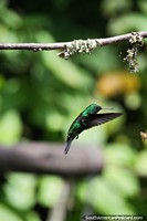 Hummingbirds dart around ever so quickly, a challenge to photograph, Tinamu Birding in Manizales.