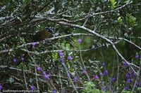 Obscureça o pássaro com o azul em cima da sua cabeça - nunca vi ele novamente, Reserva de Natureza de Observação de aves Tinamu, Manizales. Colômbia, América do Sul.