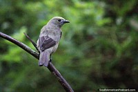 Versión más grande de Un Tanager, un ave muy común para ver en el campo alrededor de Manizales.