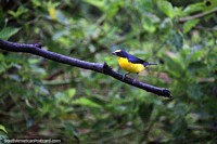 Euphonia faturado de maneira grossa - um pequeno pássaro preto e amarelo, Reserva de Natureza de Observação de aves Tinamu em Manizales. Colômbia, América do Sul.
