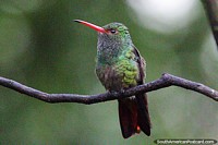 A super-small hummingbird sits solitary on a thin branch in the countryside around Manizales. Colombia, South America.