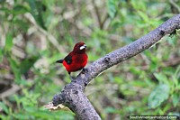 Crimson-backed Tanager, bright red bird, you see him from time to time, Tinamu Birding Nature Reserve, Manizales. Colombia, South America.