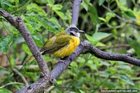 Tanager da cabeça cinza, outro pássaro comum divisa-se na Reserva de Natureza de Observação de aves Tinamu em Manizales. Colômbia, América do Sul.