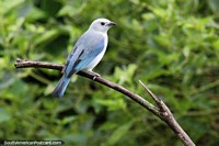 Tanager azul-cinza, um pássaro comum colorido em várias sombras de azul, Observação de aves Tinamu, Manizales. Colômbia, América do Sul.