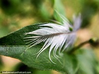 Tiny white feather on a leaf, macro photo in the garden at Tinamu Nature Reserve in Manizales. Colombia, South America.