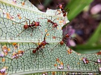 Hormigas ocupadas destrozando una hoja, foto macro en el jardín de la Reserva Natural Tinamu en Manizales. Colombia, Sudamerica.