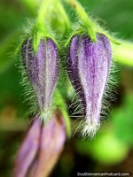 2 purple pods with white hairs, nature close-up, macro photo in the garden at Tinamu Nature Reserve in Manizales. Colombia, South America.