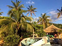 As belas palmeiras ficam altas em volta das cabanas de restaurante em Taganga. Colômbia, América do Sul.