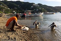 Um peixe de filetes de pescador e os alimentos sucatam a um par de pelicanos nas costas de Taganga. Colômbia, América do Sul.