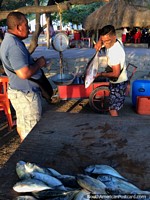 Los peces se pesan y se venden a los lugareños de Taganga por las tardes. Colombia, Sudamerica.