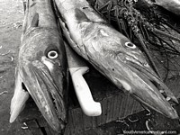 Colombia Photo - Fish with very sharp teeth lay ready to be filleted in Taganga, black and white.