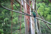 Green and teal colored bird sits in a tree above the valley in Jardin. Colombia, South America.