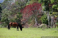 Versão maior do Cavalo marrom em um campo cercado por árvores exuberantes e natureza no Jardin.