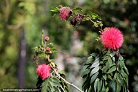 Round red spiky ball, an exotic flower on the Lady Blacksmith's Path in Jardin. Colombia, South America.