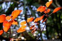 Folhas laranjas brilham ao sol, como gotas de chuva caindo do céu, Jardin. Colômbia, América do Sul.