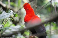 El Gallo de las Rocas Andino es el ave nacional del Perú, de color naranja brillante, visto en Jardin. Colombia, Sudamerica.
