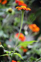 La flor de naranja alcanza el cielo, disfruta de los jardines de flores de Jardin. Colombia, Sudamerica.