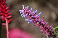 Roxo e violeta, uma flor exótica no Jardin com muitas espécies para descobrir. Colômbia, América do Sul.