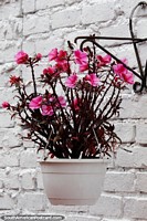 Versão maior do Flores cor de rosa em um vaso branco pendurado na rua em Salento.